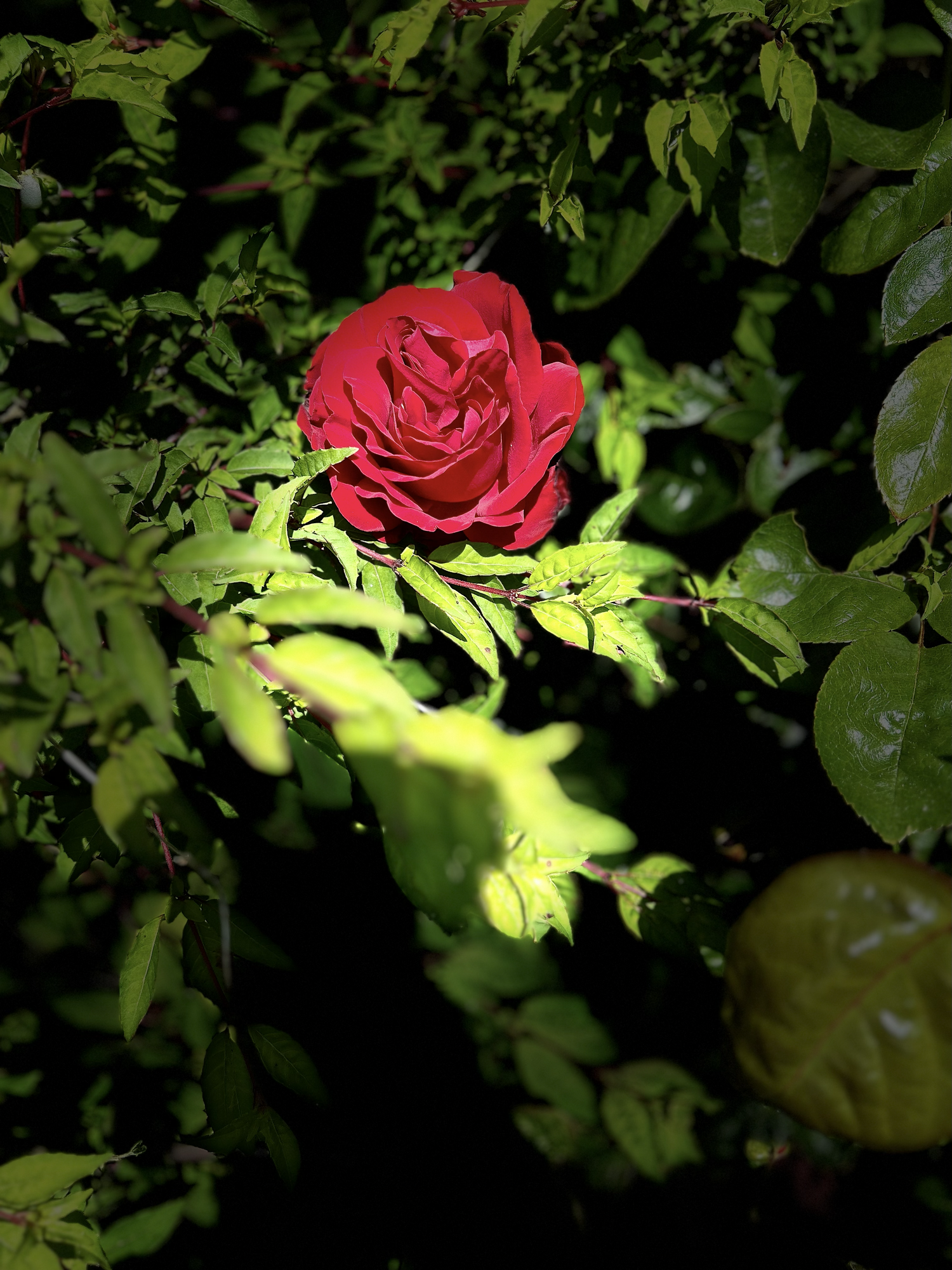 Dublin Unscripted – Unpolished. Honest. Full of character.