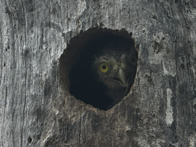 Pura Vida Untamed – Where nature leads and plans fall away.