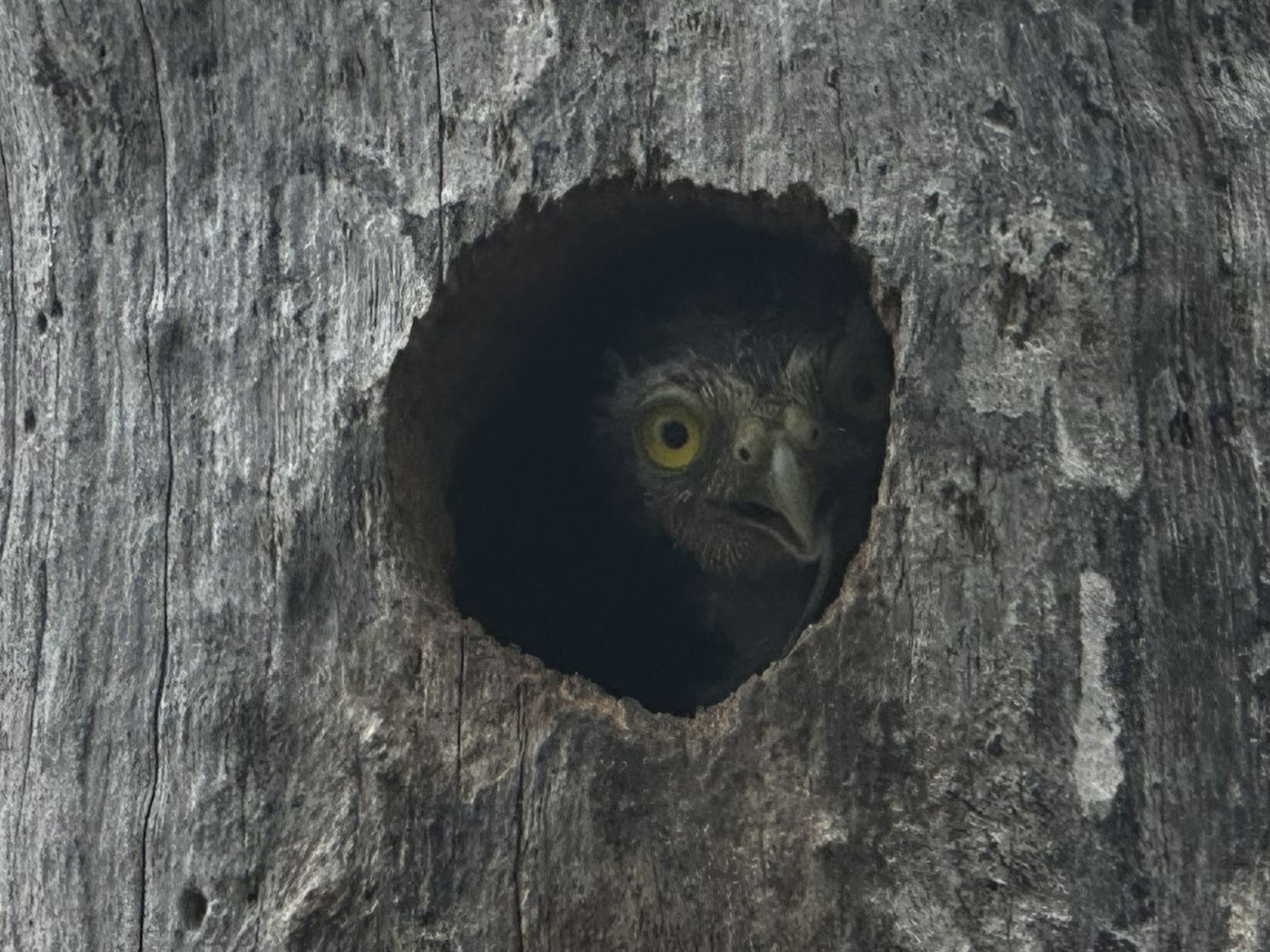 Frameless- Pura Vida Untamed – Where nature leads and plans fall away.