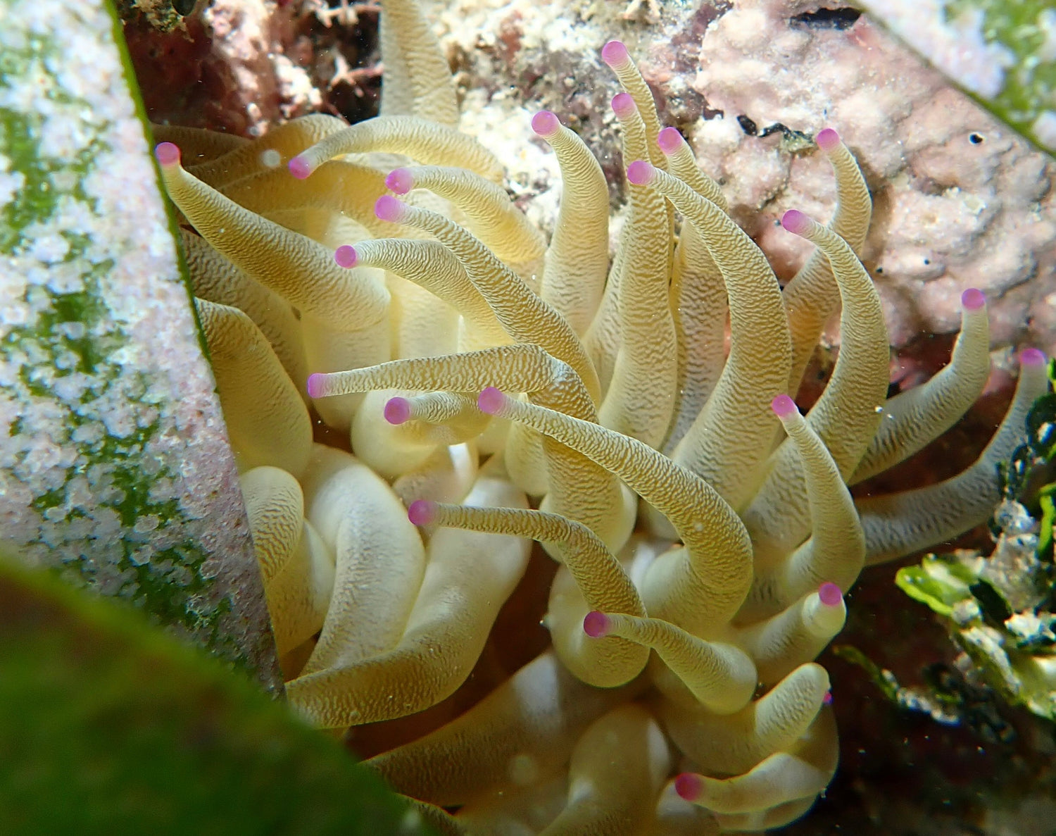 Frameless: Beneath the Blue- Underwater Belize