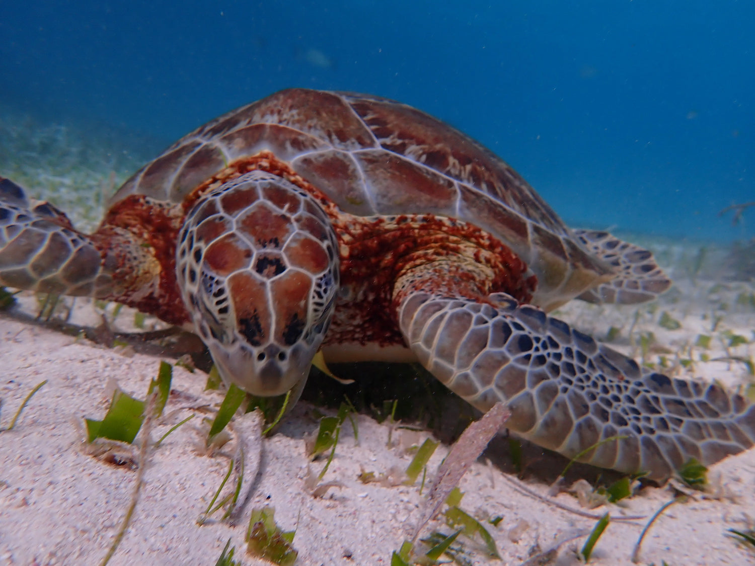Beneath the Blue – Underwater Belize